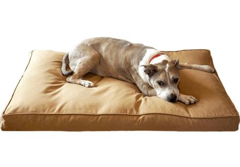 9 Best Indestructible (Chew Proof) Dog Beds [2022] For Aggressive ...