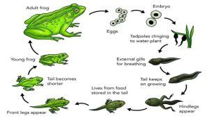 Tadpoles to Frogs: A Complete Tadpole Life Cycle and Facts