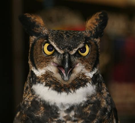 Northern Michigan Experience: Great Horned Owl