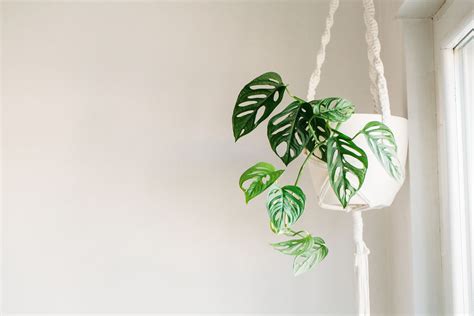 Hanging Plants In Living Room Ideas | Cabinets Matttroy