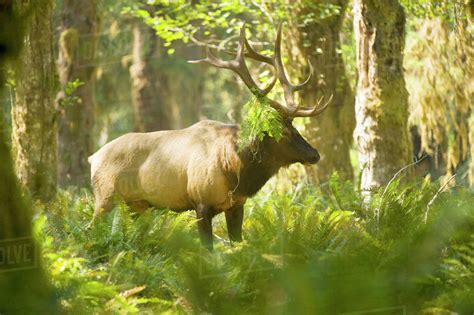 Washington, Olympic Peninsula, Olympic National Park, east fork Quinault River. Roosevelt elk ...