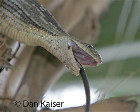 Snake Swallowing Mouse by Dan Kaiser - a photo on Flickriver