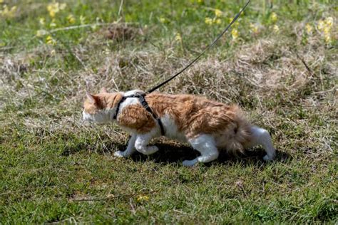 ᐉ Best Cat Harness: 10 Best Harnesses and Leashes for Cats Reviews