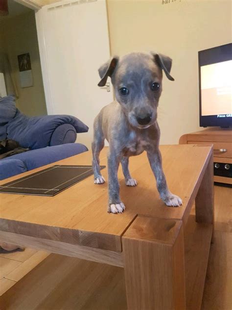 Stunning Blue brindle whippet pup kc reg | in Middlesbrough, North Yorkshire | Gumtree