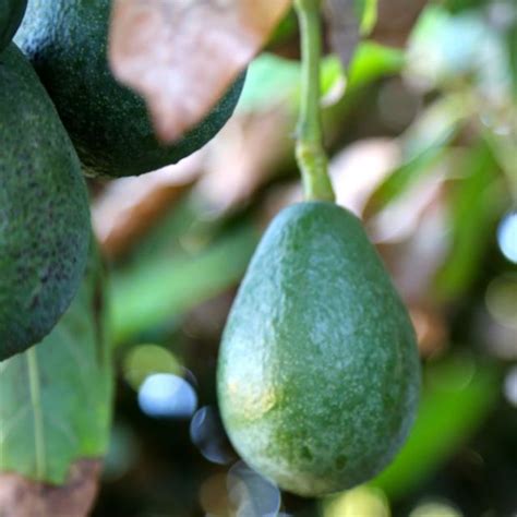 Fuerte Avocados: When to Pick? ⋆ Mimi Avocado