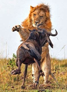 8 Best Lion prey ideas | lion prey, lion, animals wild