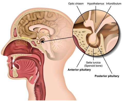 M02 Neuroanatomy: MD02.01.06 The pituitary gland