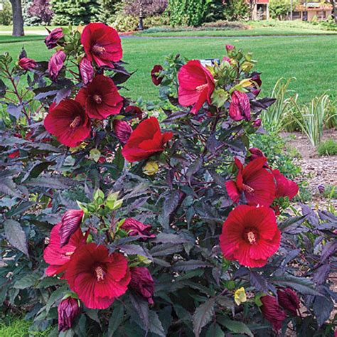 Midnight Marvel Hibiscus | Gurney's Seed & Nursery Co.