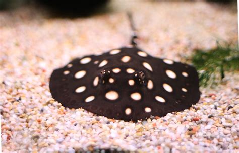 Baby Stingray | At the National Zoo in DC. Tasty. | rightlySo | Flickr