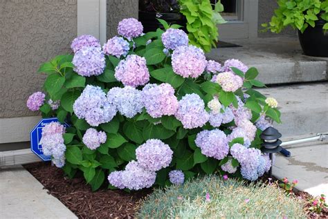 Hydrangea bush | Hydrangea bush, Beautiful hydrangeas, Hydrangea