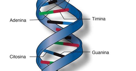 ESTRUCTURA DE WATSON CRICK DEL ADN