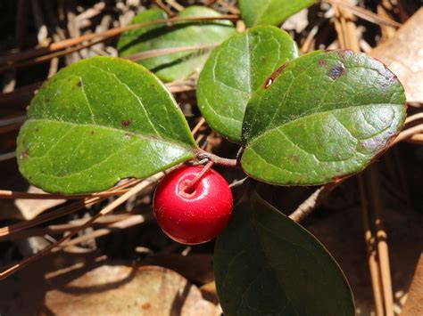 Wintergreen/Teaberry/Checkerberry — The Friends of Rachel Carson National Wildlife Refuge