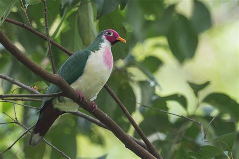 Jambu Fruit Dove – Birds of Singapore