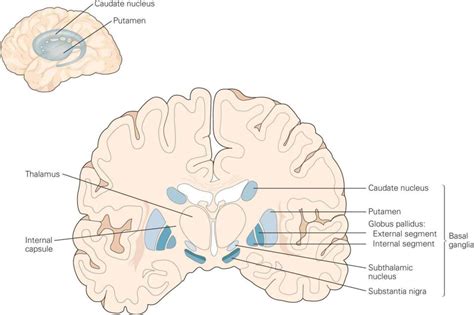 The Basal Ganglia | Neupsy Key