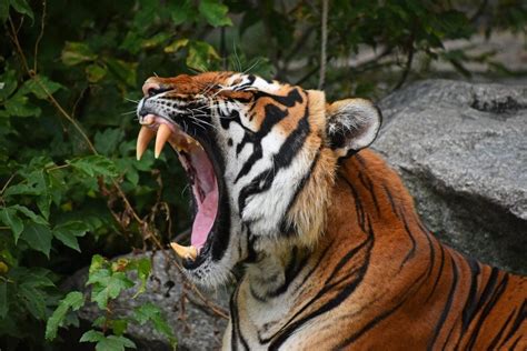 How Many Tigers Are Left in the World? | Reader's Digest Canada