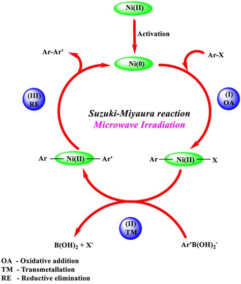 Plausible mechanism of the Suzuki–Miyaura cross-coupling reaction | Download Scientific Diagram