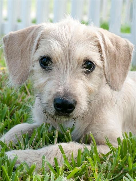 I found Rachel on | DOGS - Wire Haired Doxies | Wire haired dachshund, Dachshund mix, Wire ...