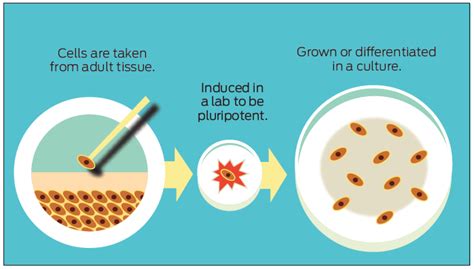 Stem cells explained: What are they, and how do they work?