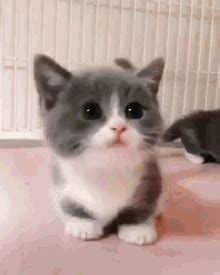 Cute Kitty Alex Kitty GIF - CuteKitty AlexKitty BestKitty - Discover ...