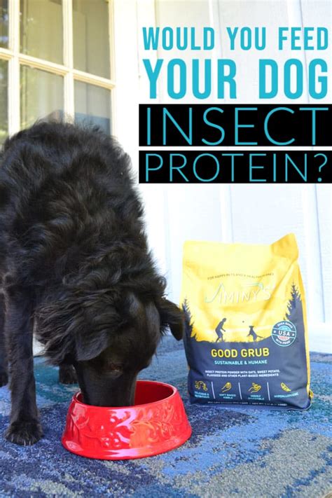 Cricket Dog Food? Insect Protein for Dogs