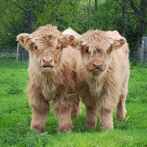 12 Mini highland cows ideas in 2021 | cute baby cow, fluffy cows, mini cows