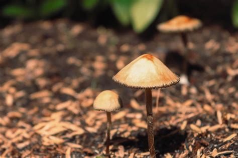 Psilocybin Therapy: An Age-Old Remedy Making Its Comeback In Today’s ...