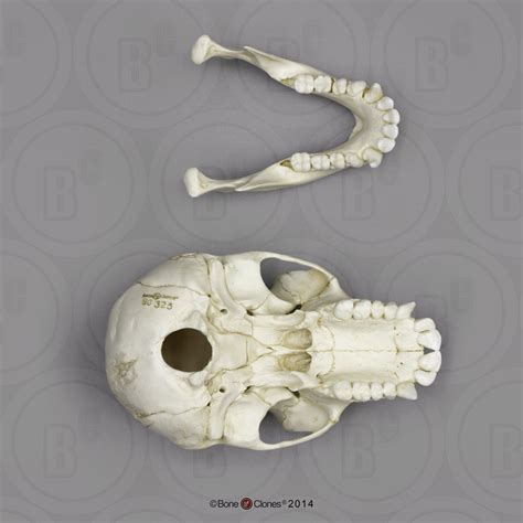 Chimpanzee Juvenile Skull - Bone Clones - Osteological Reproductions