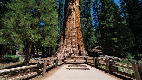 6 Famous North American Trees You Need to See - Travel Zone by Best Western