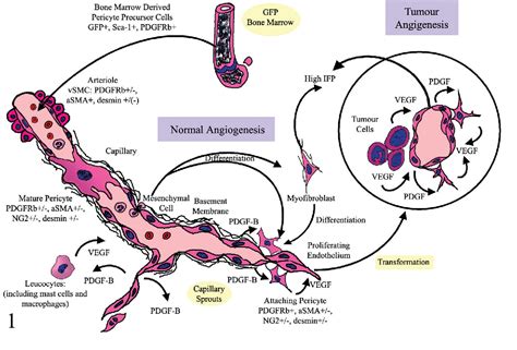 Figure 1 from Review of the Pericyte during Angiogenesis and its Role ...