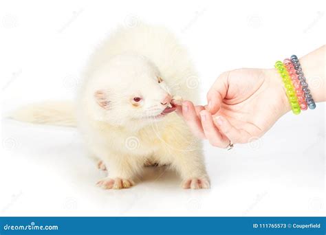 Nice Albino Male Ferret on White Background Touched by Hand Stock Image - Image of friend, happy ...