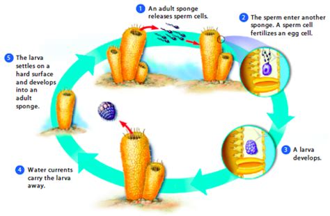 (P)Porifera: Reproduction Flashcards | Quizlet