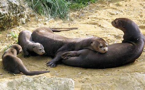 Giant Otters from South America... They're six feet long!!! | Animals ...