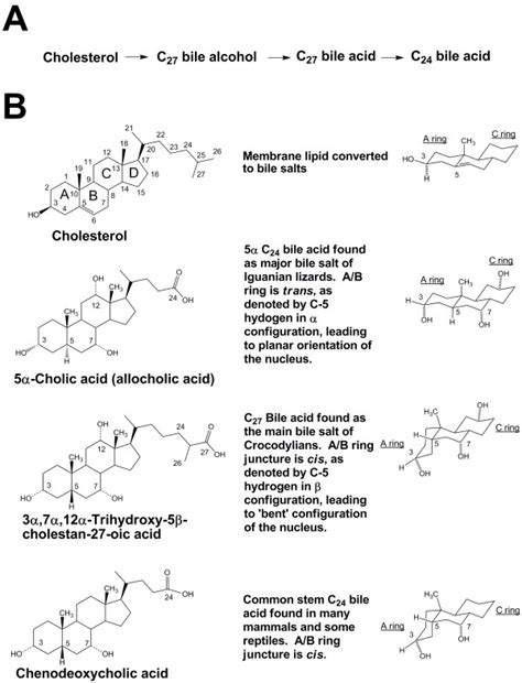 Bile Salt Structure