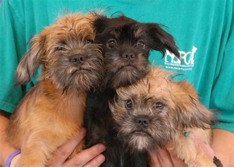 The Brussel Sprouts Puppies debut for adoption today!