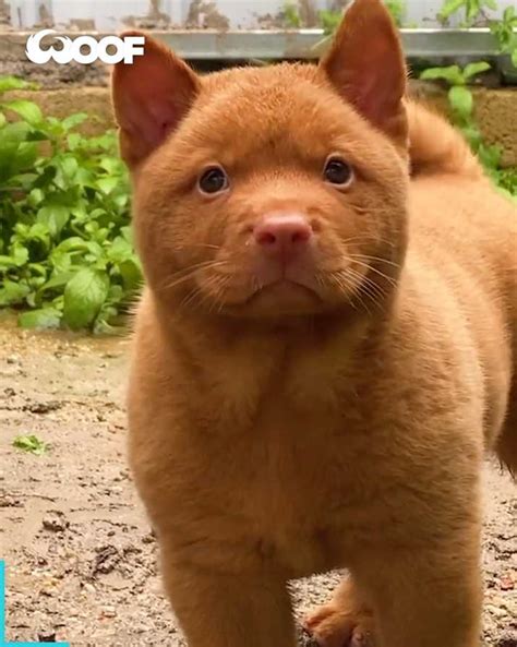 Woof Woof - Incredible Red Puppy Somehow Resembles Both A Dog And Cat