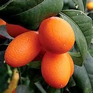 Las Aventuras: Kumquat Varieties