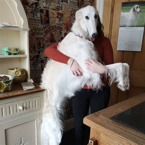 Borzoi-Breed-Info-Guide: Facts And Pictures | BARK