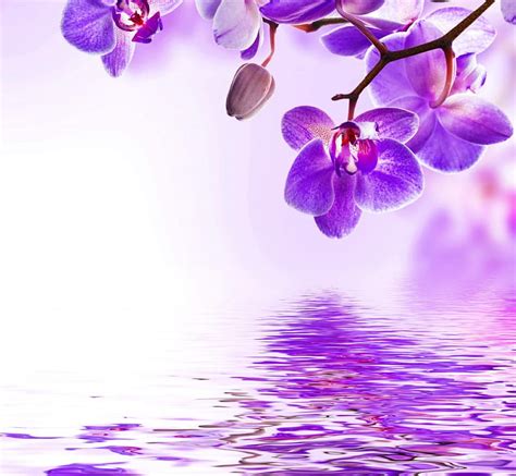 4K free download | Purple Orchid, water, blossom, purple, orchid, flowers, reflection, HD ...