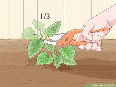 How to Plant Callaloo in Your Garden (with Pictures) - wikiHow