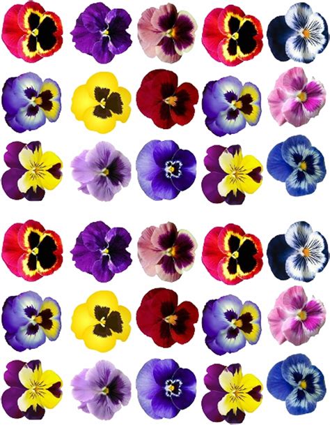 30 x Pre-Cut Edible Pansy Flower Cake Toppers - Wafer Rice Paper ...