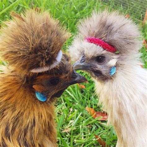 Image result for silkie chickens with headbands | Razas de pollos, Gallinas y gallos, Aves de corral