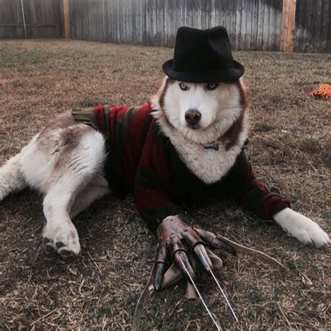 Pin by Lacey Lewis on Dogs and Animals | Dog halloween costumes, Dog ...