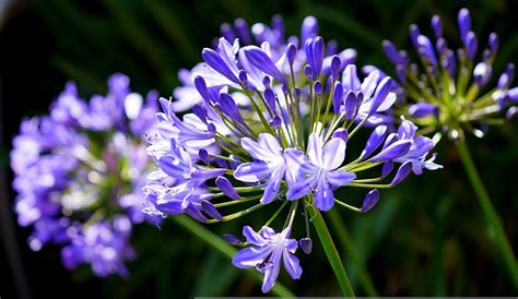 140 of the Most Beautiful Flowers in Italian and Flowers of Italy