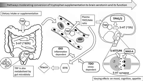 Tryptophan supplementation and serotonin function: genetic variations ...