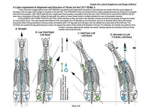 Pin by Emma Frimml on dressage | Horses, Horse riding tips, Horse anatomy