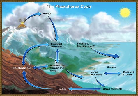 Phosphorus Cycle - TNC: Arctic Tundra