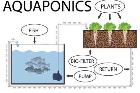 Types Of Aquaponics Systems (Pros And Cons) - Fish Article