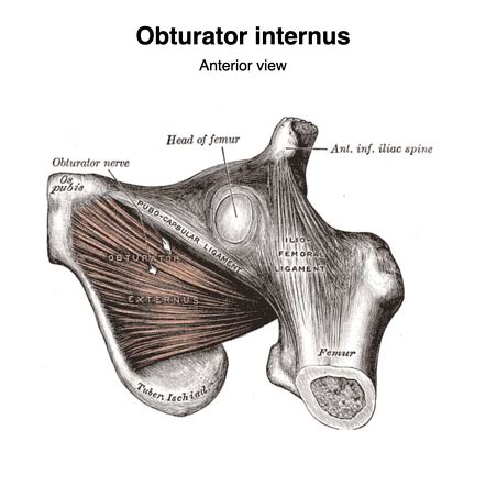 Obturator Canal