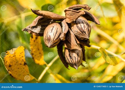 Pecan Nut Cluster before Harvesting with Autumn Leaves Stock Image ...