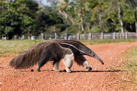 Amazon Rainforest Giant Anteater